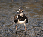 BB 06 0056 / Vanellus vanellus / Vipe